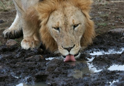 male lion drinking 4005.jpg