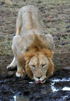 male lion drinking 4006.jpg