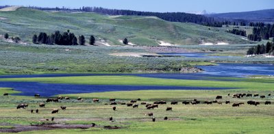 Yellowstone National Park:  Bison In Lamar Valley