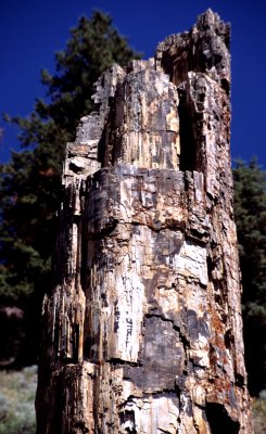 Yellowstone National Park:  Petrified Tree