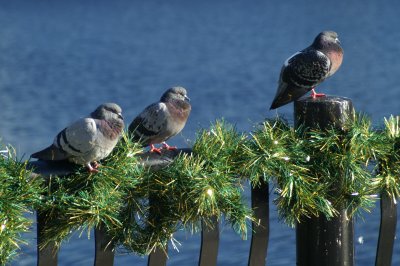 Lake Eola Christmas Pigeons