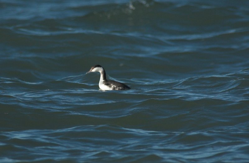 Kuifduiker/Slavonian Grebe 13 november 2008