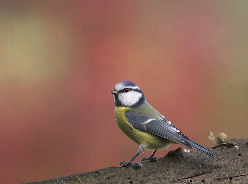 Pimpelmees/Blue Tit