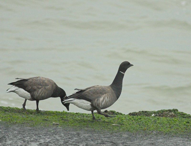 Rotgans/Brent Goose: Brouwersdam 07 november 2009
