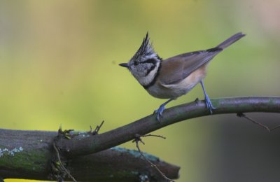 Kuifmees/Crested Tit Kalmthout 11 oktober 2008