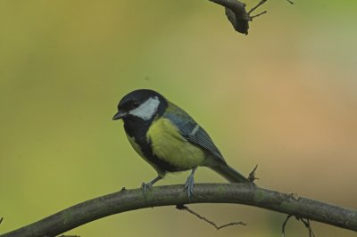 Koolmees/Great Tit Kalmthout 14 oktober 2008