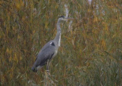 Blauwe Reiger/Blue Heron Kalmthout 31 oktober 2008