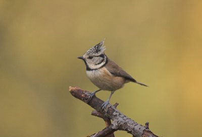 Kuifmees/Crested Tit Kalmthout 7 november 2008