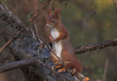 Eekhoorn/Squirrel Kalmthout 12 november 2008