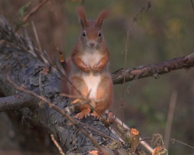 Eekhoorn/Squirrel Kalmthout 12 november 2008