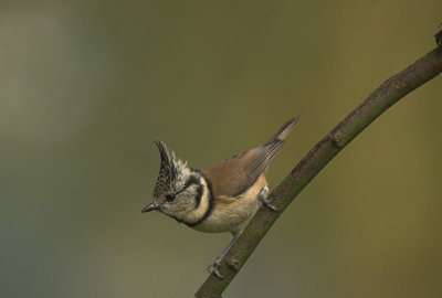 Kuifmees/Crested Tit
