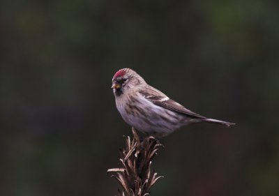 Grote Barmsijs/Redpoll Kalmthout 29 november 2008
