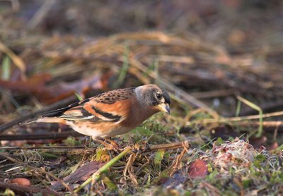 Keep/Brambling Kalmthout 3 december 2008