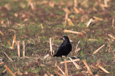 Roek/Rook Brecht 13 december 2008