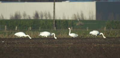 Wilde Zwaan  en Kleine Zwaan/Whooper Swan en Bewick's Swan 13 december 2008