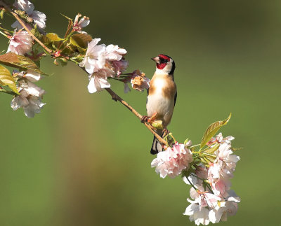 Putter/Goldfinch