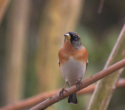 Keep/Brambling 28 januari 2009