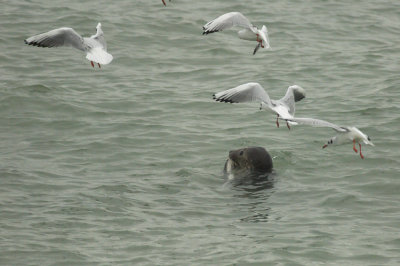 Grijze Zeehond/Grey Seal Brouwersdam 07/11/2009
