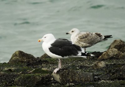 Grote Mantelmeeuw/Great Black backed Gull Brouwersdam 11 november 2009