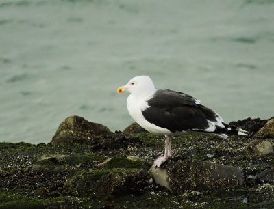 Grote Mantelmeeuw/Great Black-backed Gull/Brouwersdam 11 november 2009