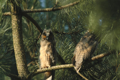 Ransuil/Long - eared Owl - Wuustwezel 9 juni 2008