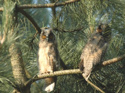 Ransuil/Long - eared Owl Wuustwezel 9 juni 2008