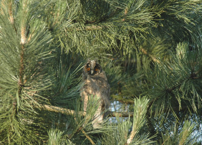 Ransuil/Long - eared Owl Wuustwezel 9 juni 2008