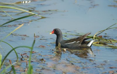 Waterhoen/Moorhen Zundert 10 juni 2008