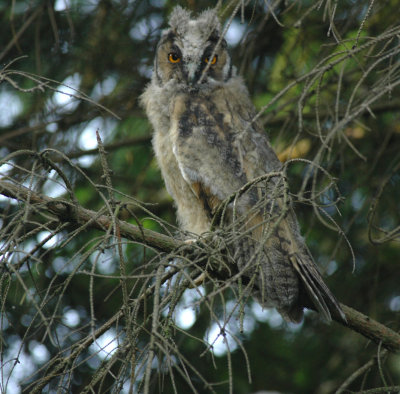 Ransuil/Long - eared Owl Wuustwezel 10 juni 2008