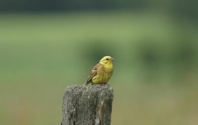 Geelgors/Yellowhammer Maldingen 17 juni 2008