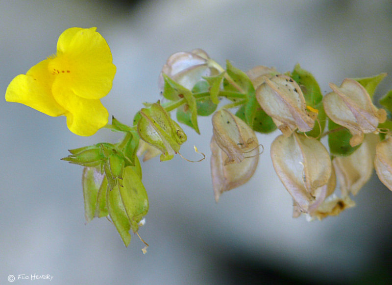 Golden Monkey Flower