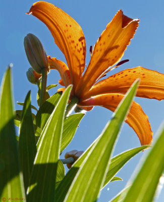 Under the Tiger Lily