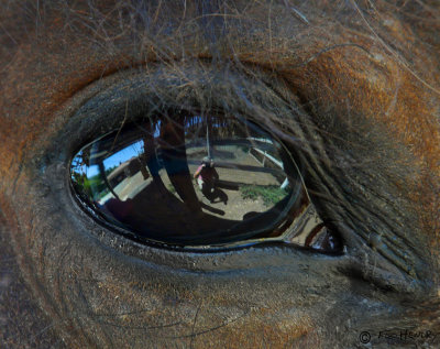 Photographer As Seen by a Horse