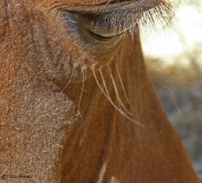 Not in Need of False Eyelashes