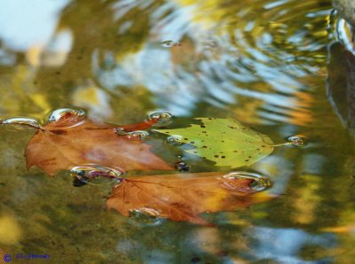 Fountain of Fall Reflections