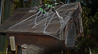 Decorated -  Halloween Spider & Web