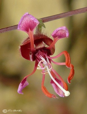 Elegant Clarkia