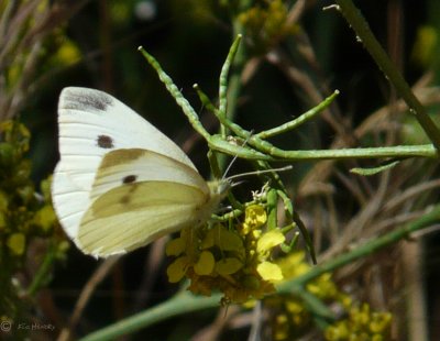 Cabbage White Butterfly