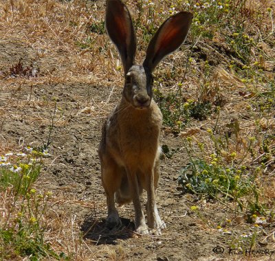 Hare, Black-tailed Jackrabbit, male (2 shots)