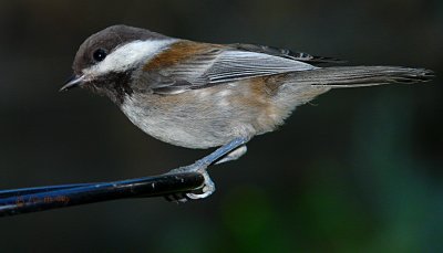 Chestnut-backed Chickadee