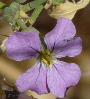 unidentified pea family - wildflower
