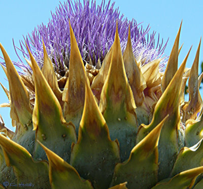Thistle from Below