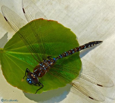 Dragonfly - Arroyo Darner - blue darner?