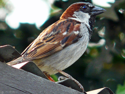 House Sparrow - male