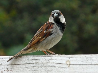 House Sparrow - male