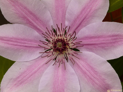 Clematis