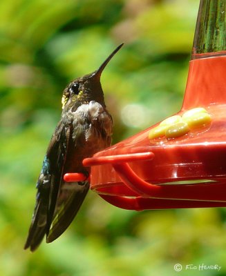 Hummingbird - broadtailed?