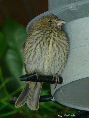 Snoozing House Finch