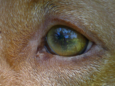Dogs  Eye View (Vizsla)