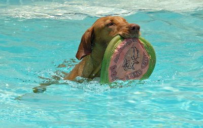 Lily pool retrieve frisbee